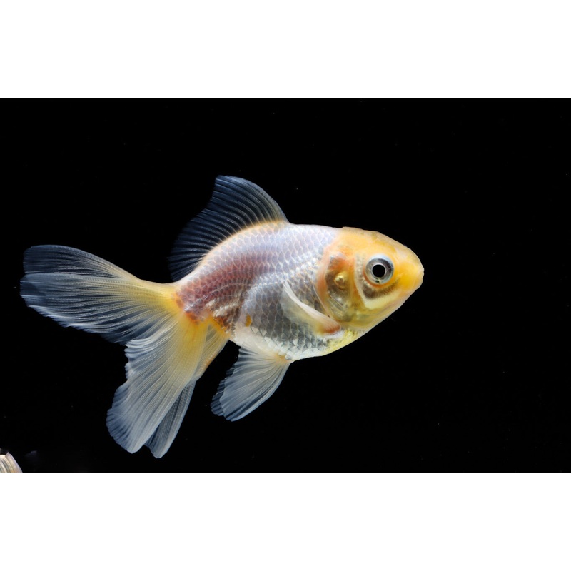 White Oranda Goldfish