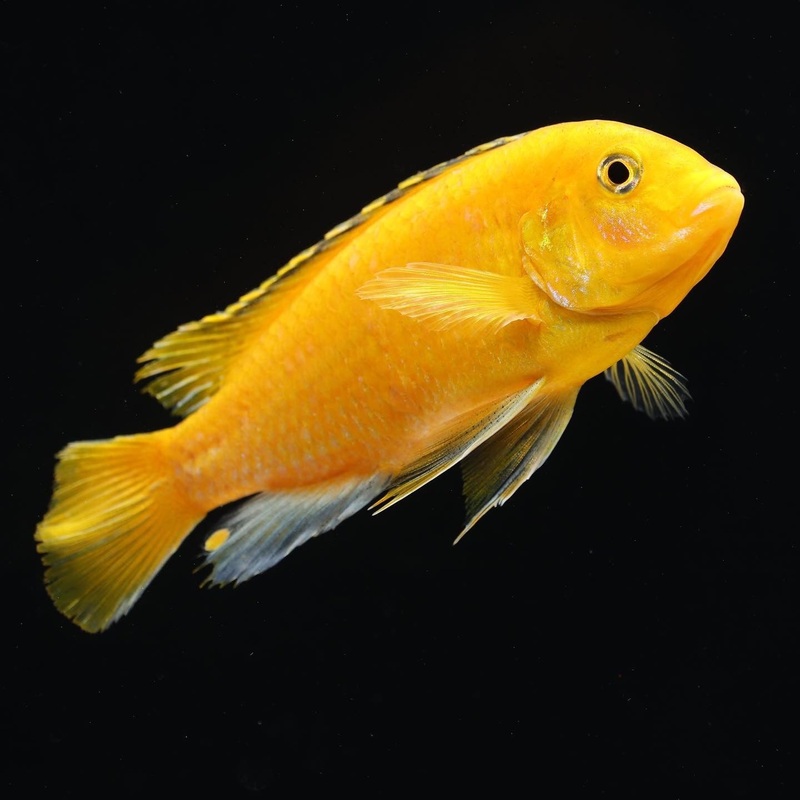 Yellow Labidochromis Cichlid