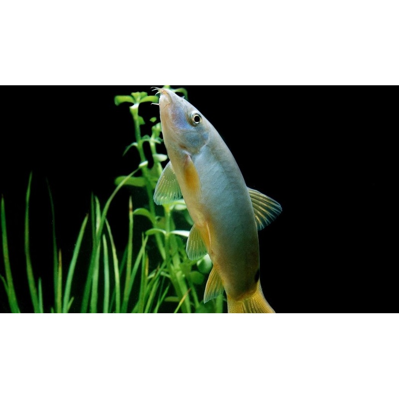 Yellow Tail Botia