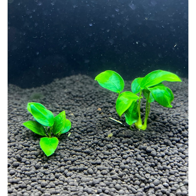 Anubias Nana Golden