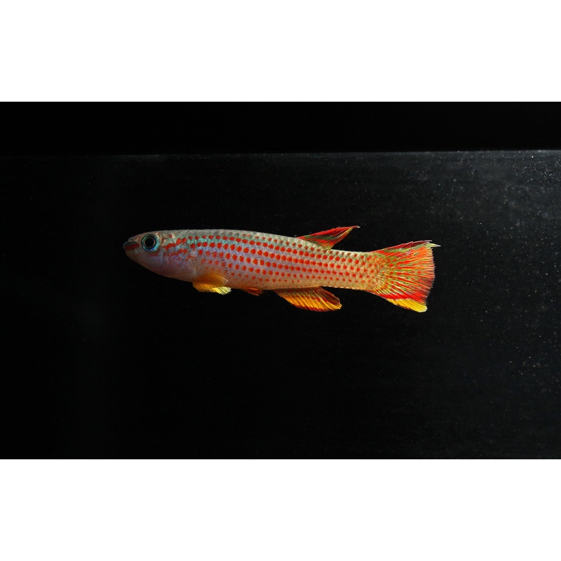 Aphyosemion Striantum " Red Striped Killifish" Pair