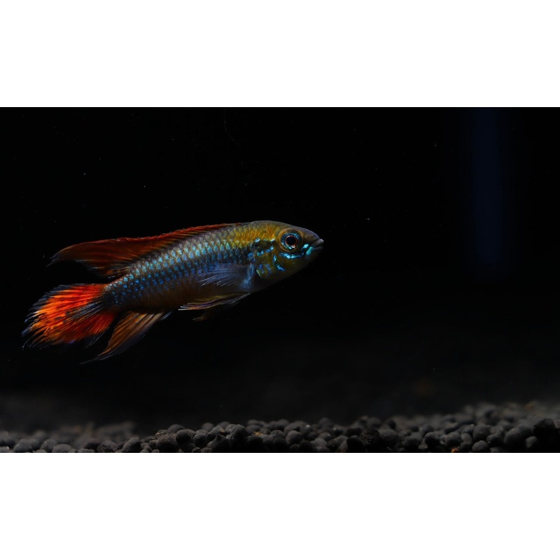 Apistogramma Agassizii "Double Red"