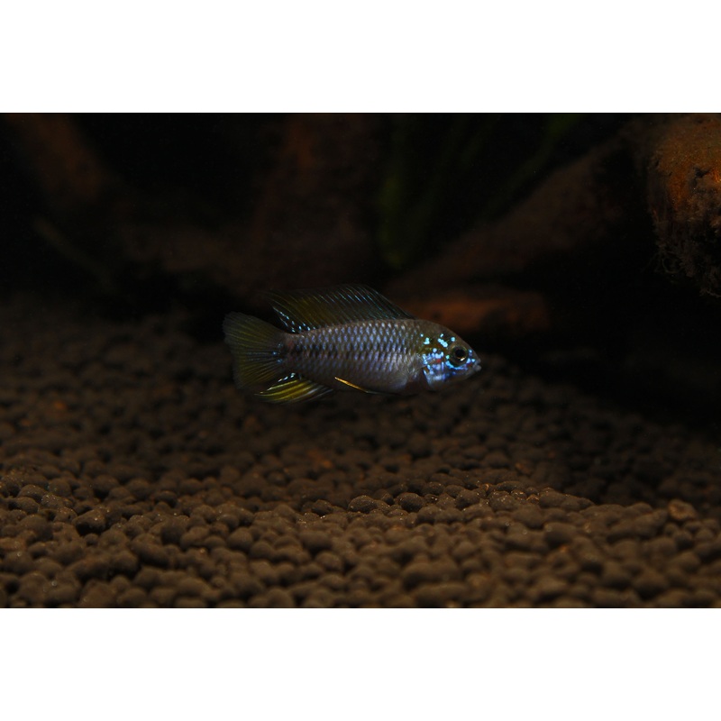 Apistogramma borellii "Opal"
