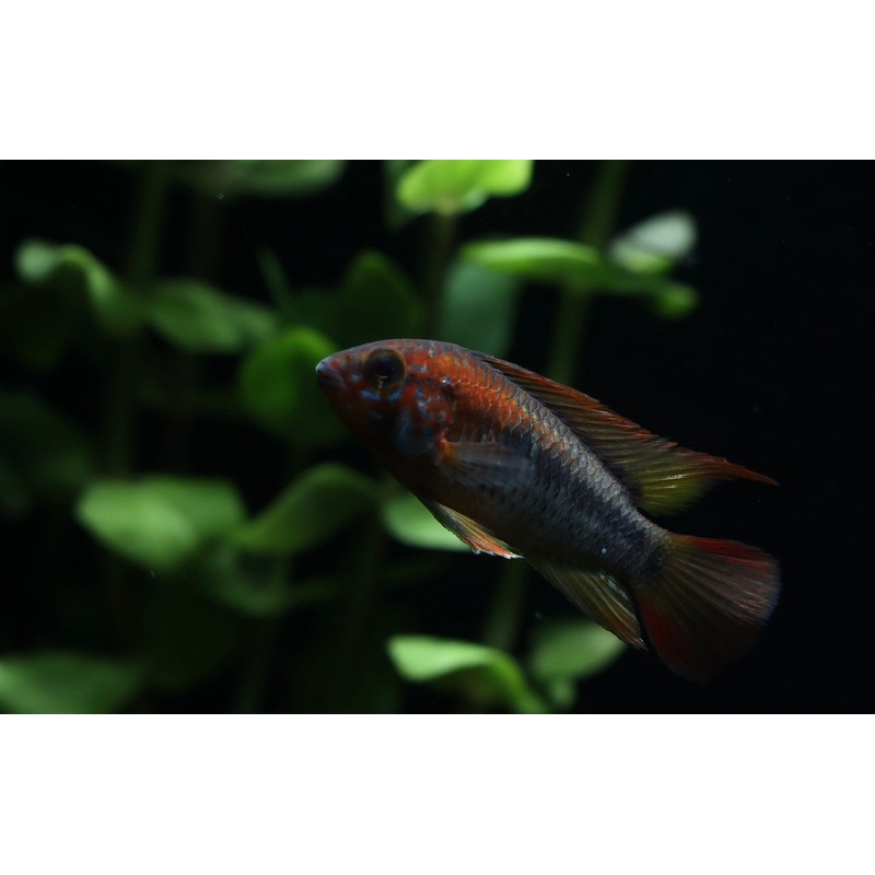 Apistogramma Macmasteri "Super Red"