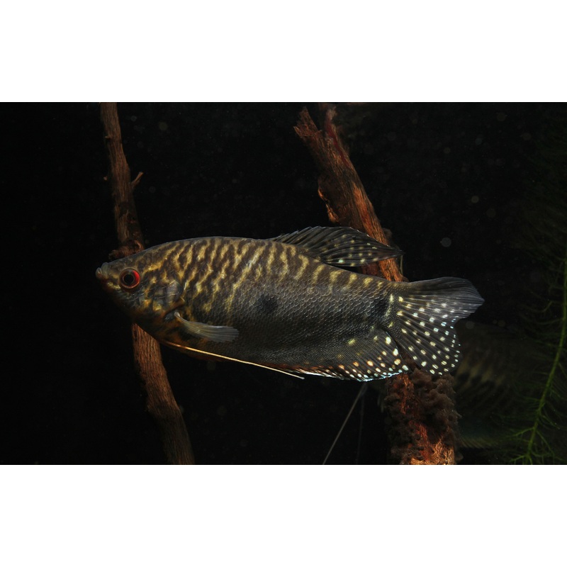 Assorted Large Gourami