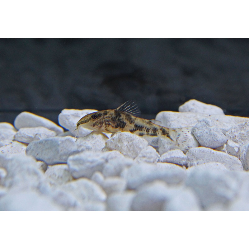 Barbatus Corydoras Catfish