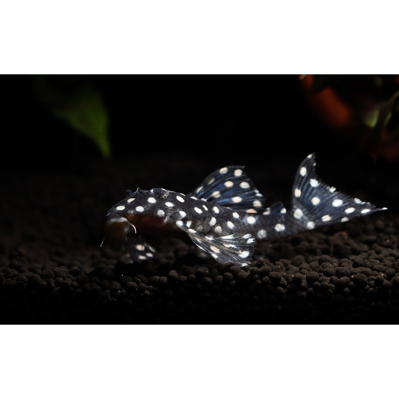 Big Spot Snow Ball Plecostomus L471
