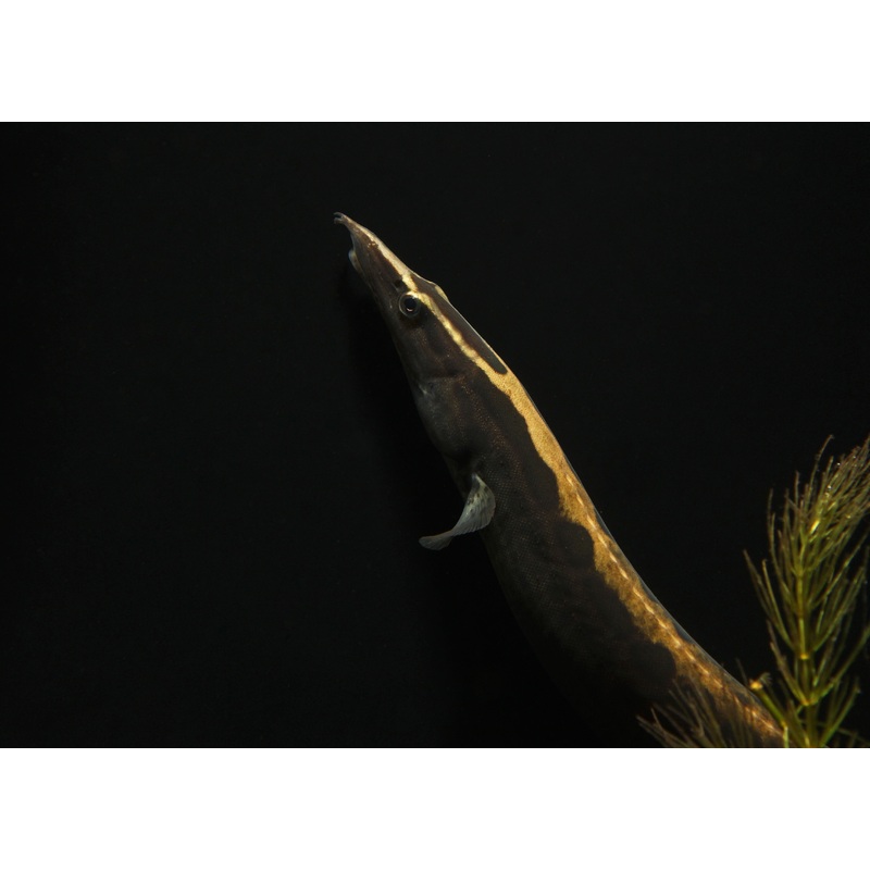 Black Spotted Eel
