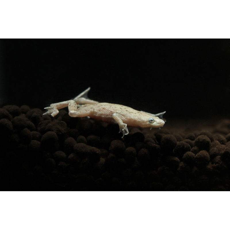 Blonde African Dwarf Frog