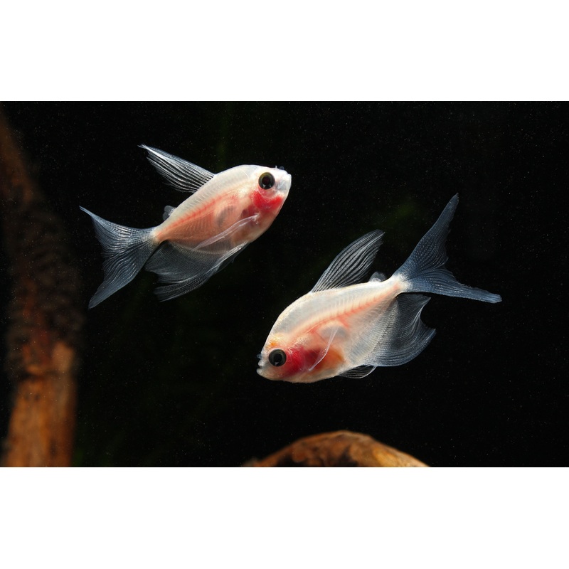 Blushing White Tetra