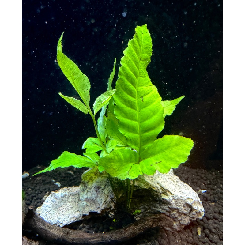 Bolbitis Heteroclita Asiatica Plant