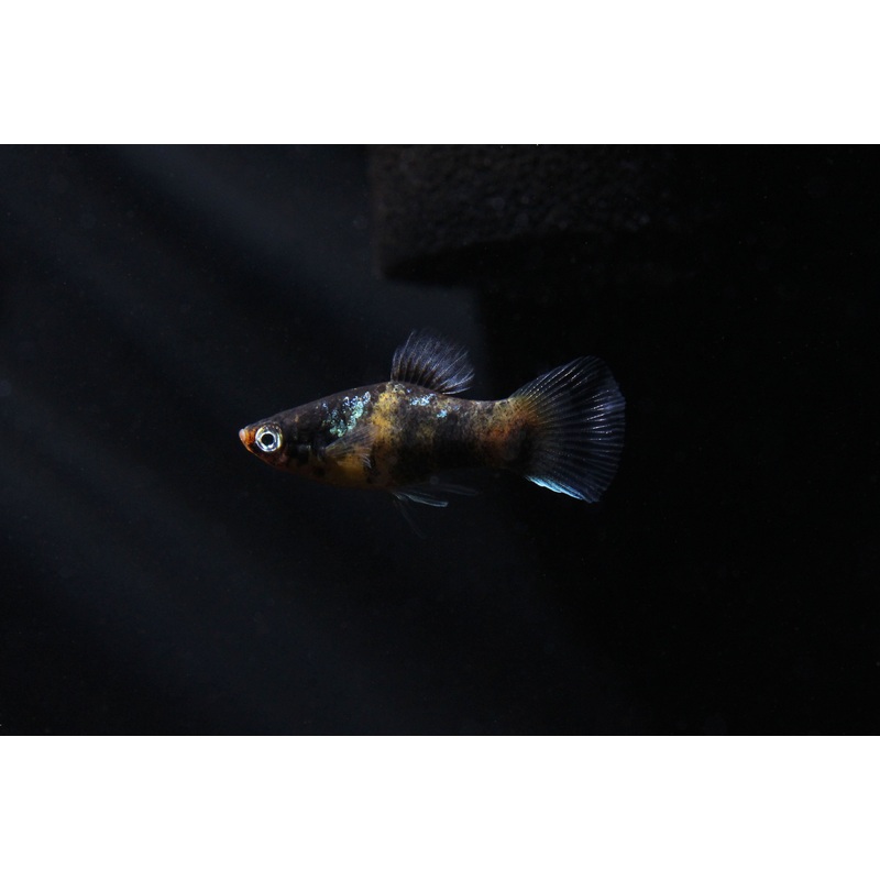 Bumble Bee Platy