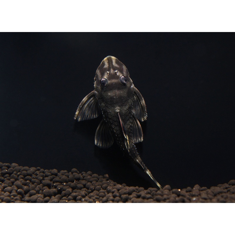 Butterfly Plecostomus L168