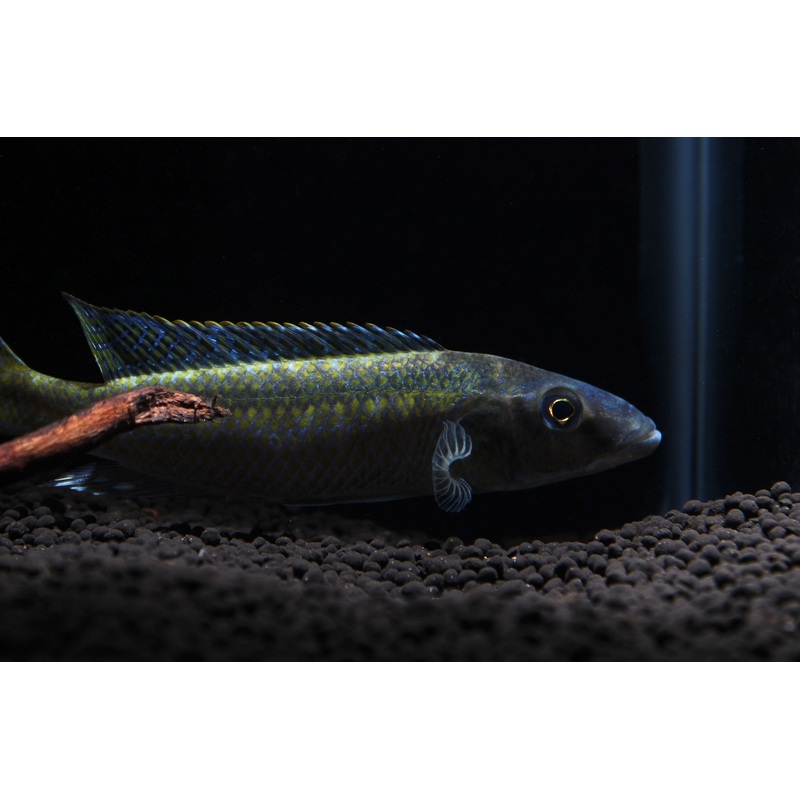 Champsochromis  Cichlid