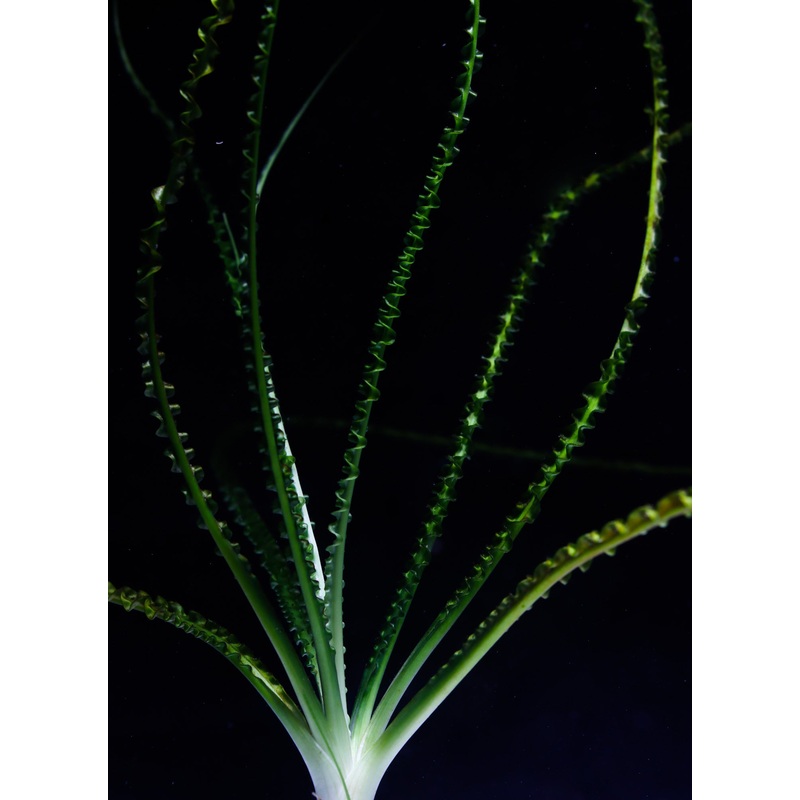 Crinum Calamistratum