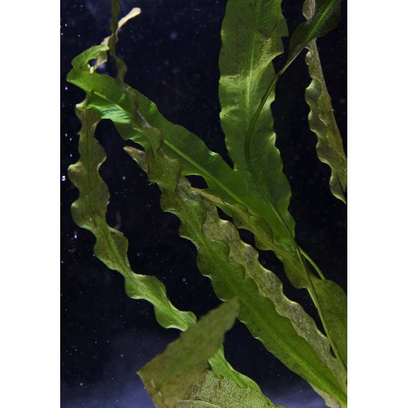 Crispus (Aponogeton Crispus)