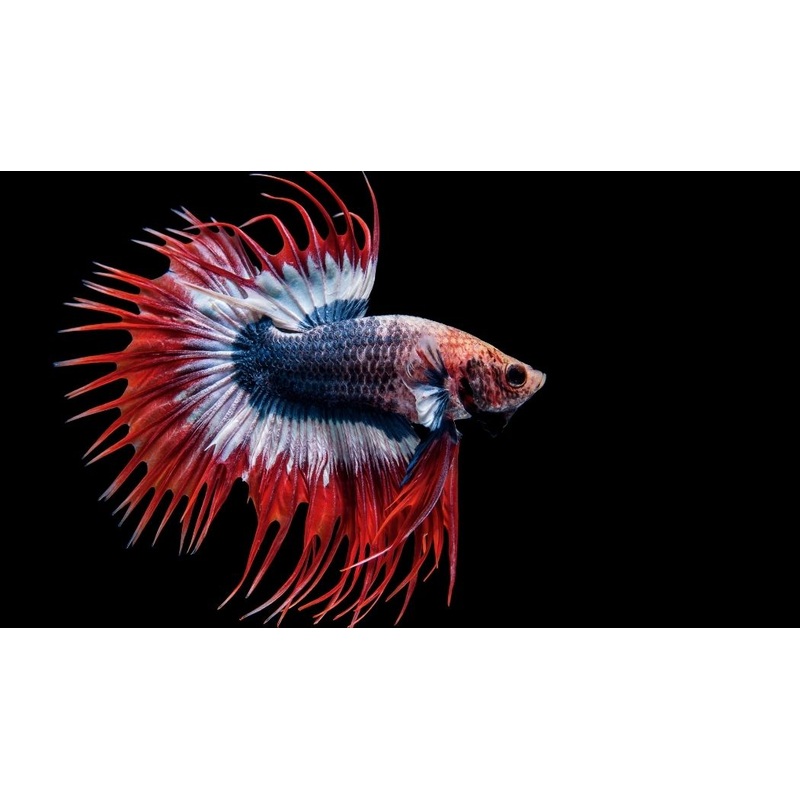 Crowntail Red, White, and Blue Male Betta Fish