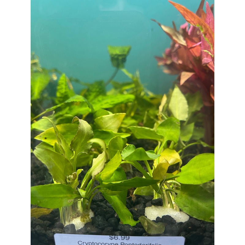 Cryptocoryne Pontederifolia