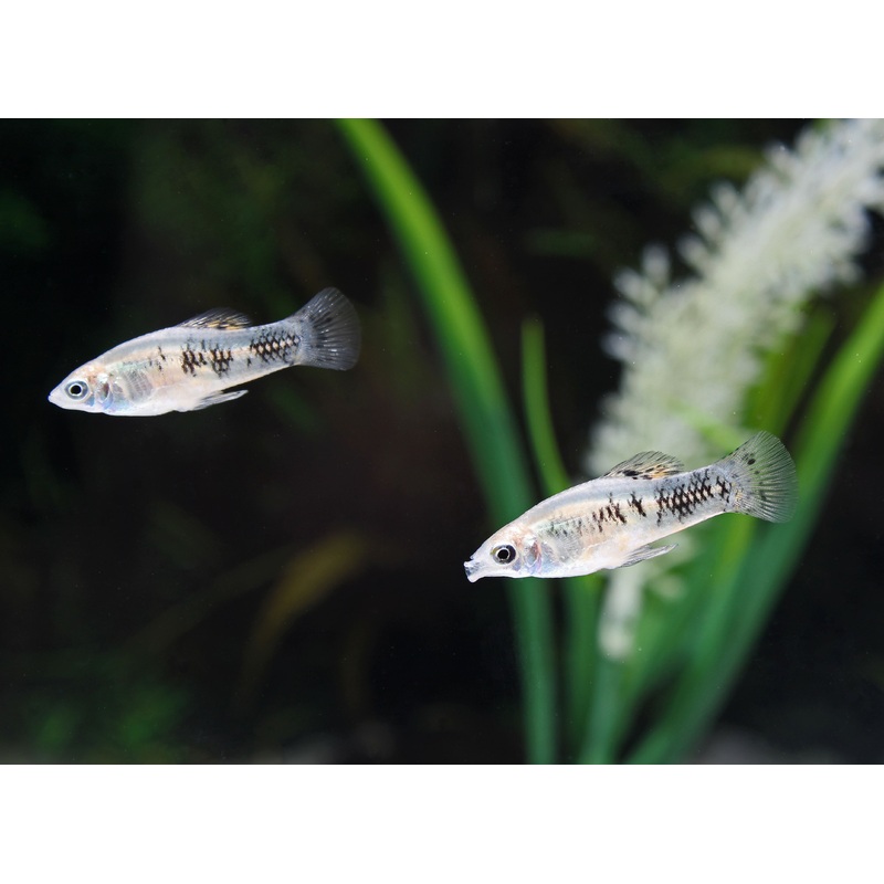 Cuban Limia