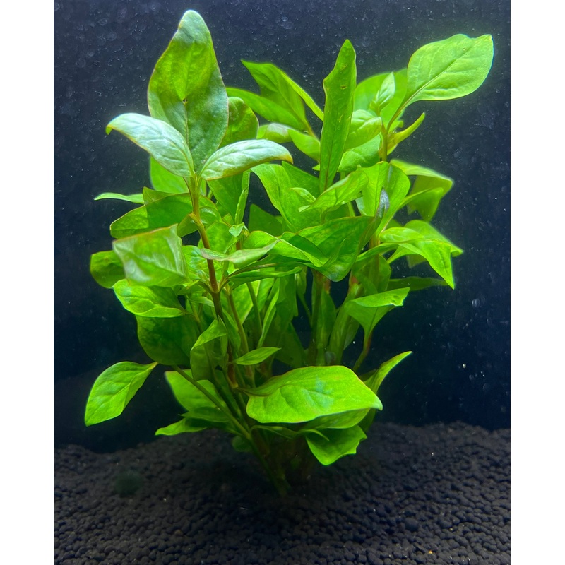 Cuban Ludwigia