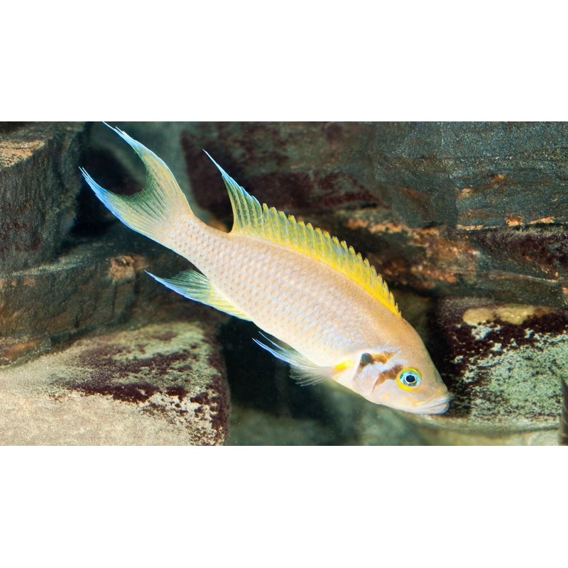 Daffodil Brichardi Cichlid