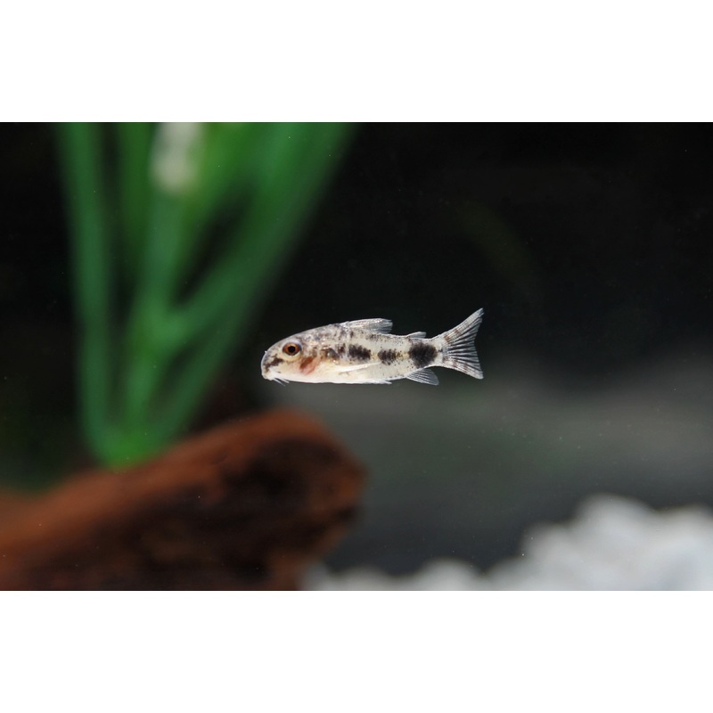 Dainty/Dwarf Spotted Corydoras Catfish
