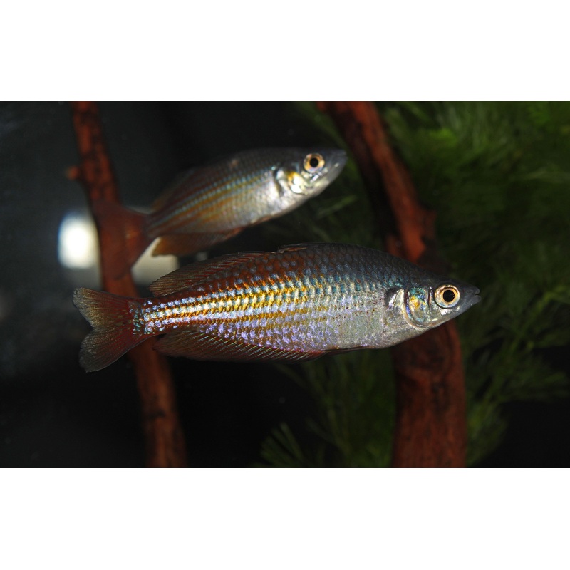 Deep Water Creek Rainbow