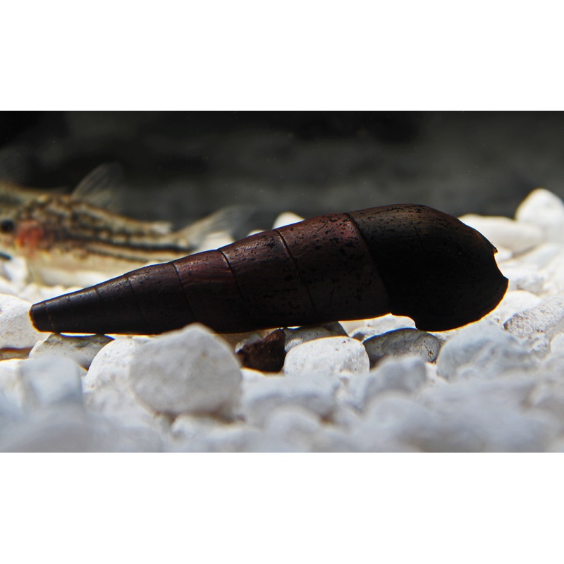 Devil Snail