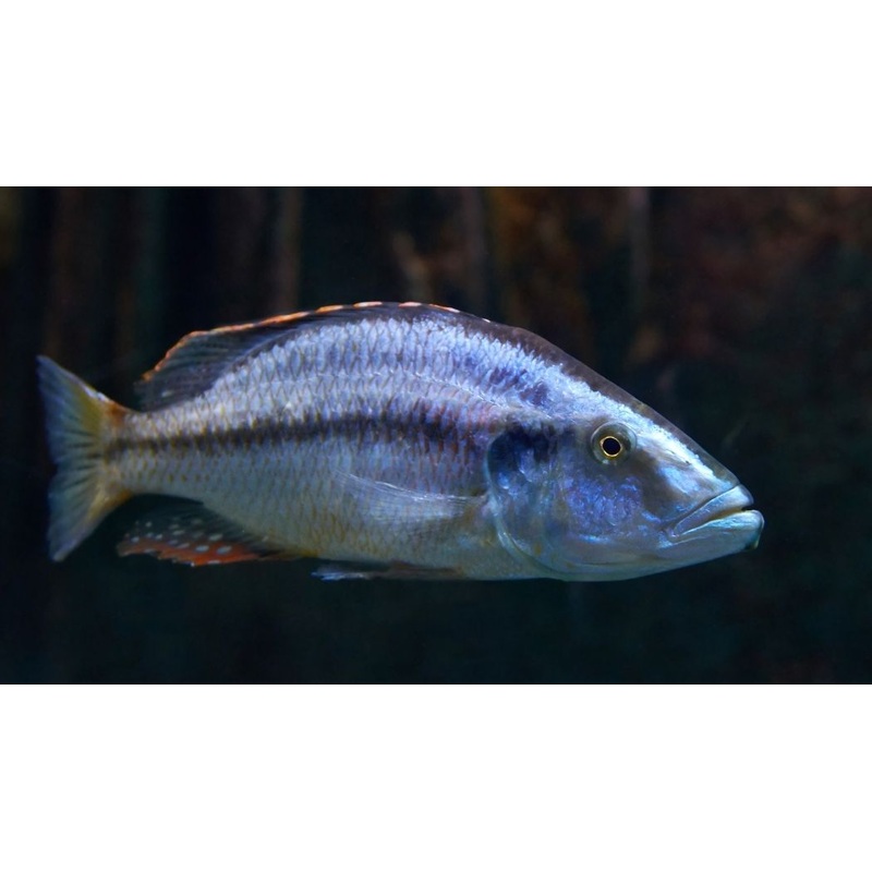 Dimidiochromis Compressiceps Cichlid