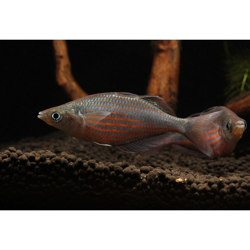 Doriyti Rainbow Fish