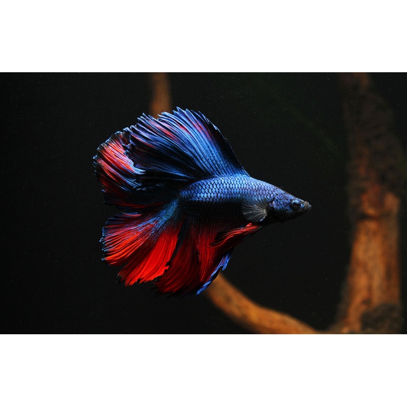 Double Longtail Male Betta Fish