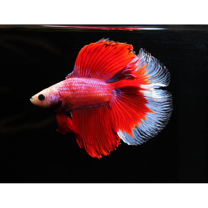 Double Tail Half Moon Betta Fish