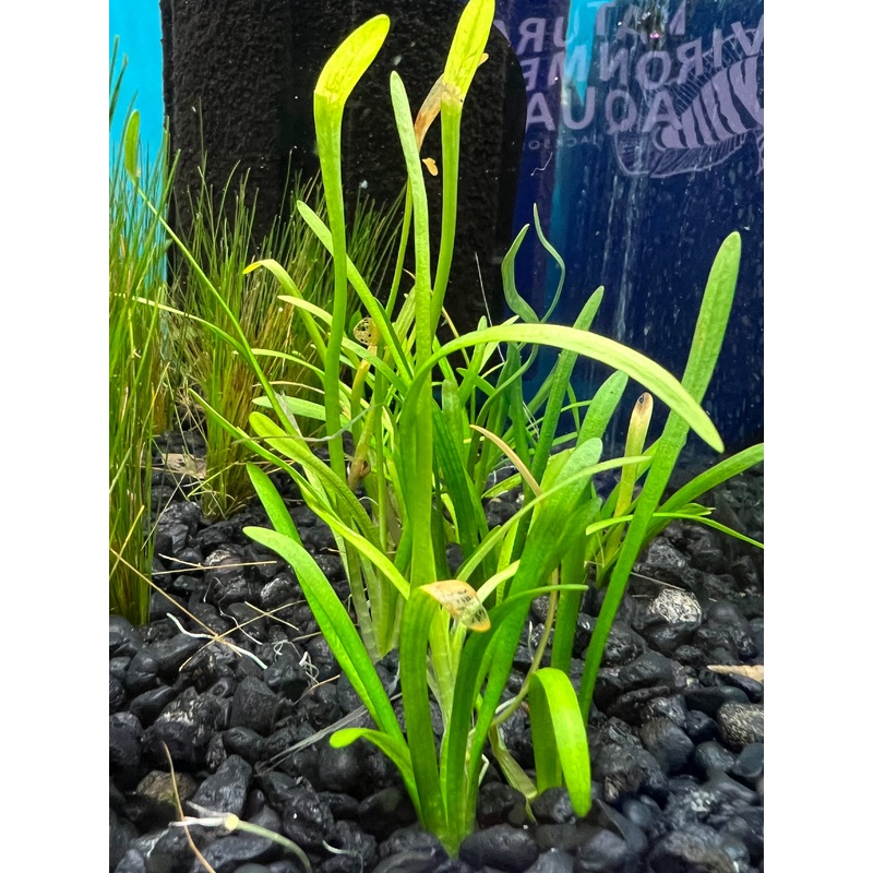 Dwarf Sagittaria