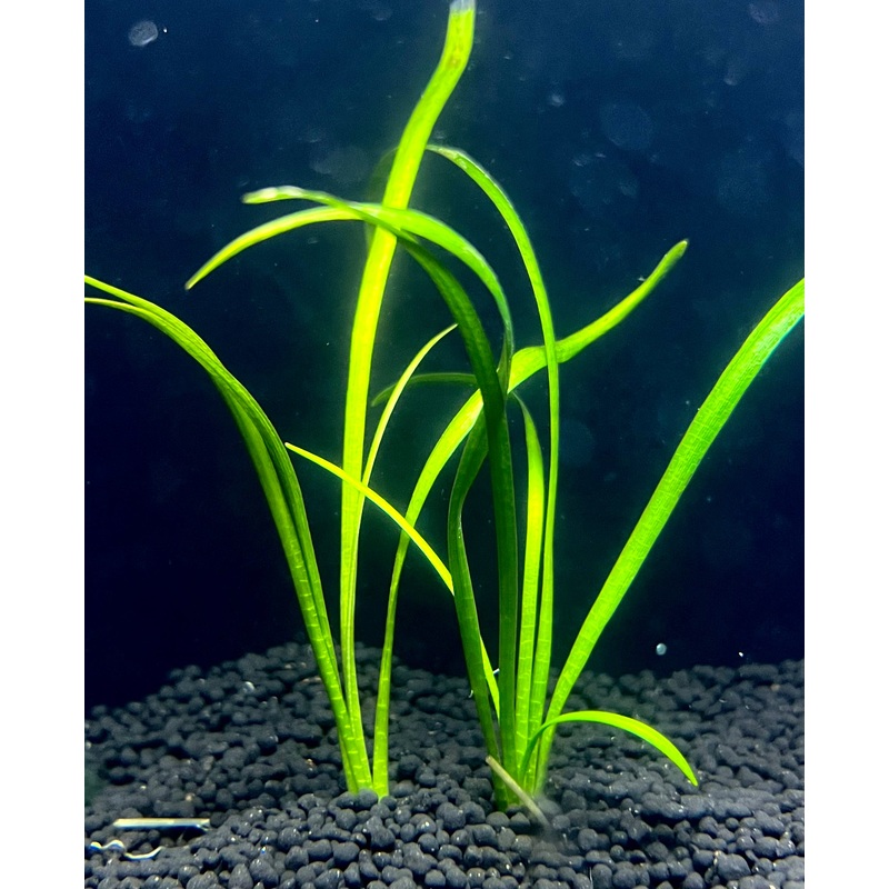 Dwarf Subulata