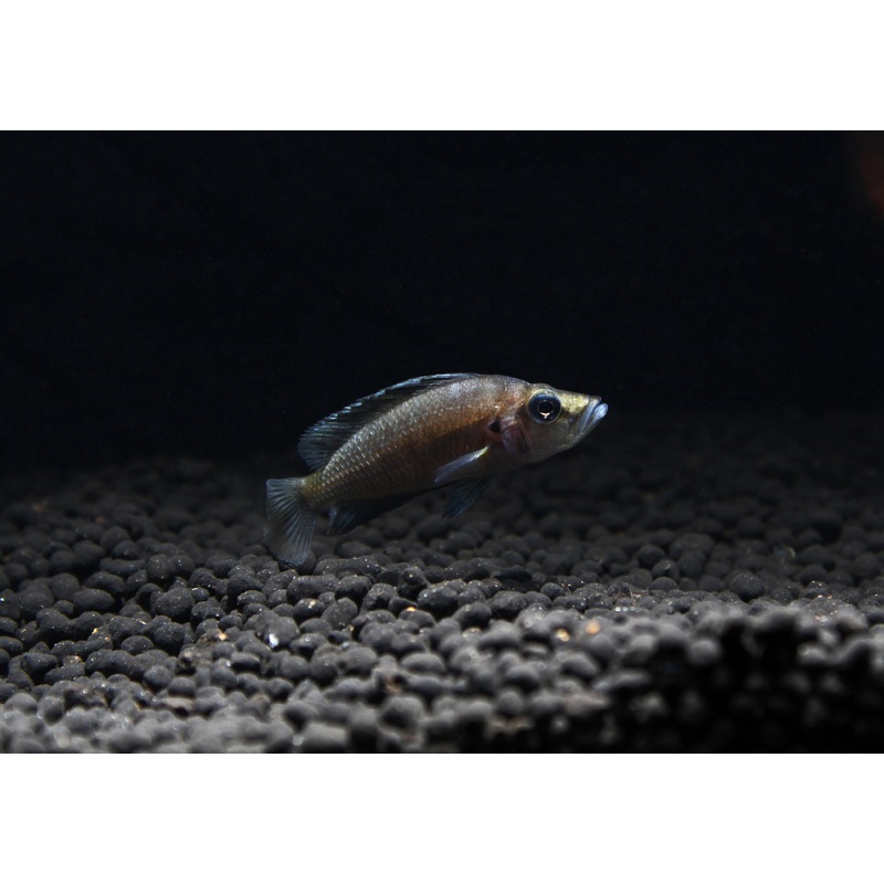 Dwarf Sumbu Shell Compressiceps Cichlid