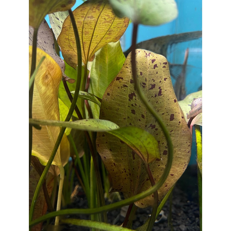 Echinodorus Ozelot Red Plant