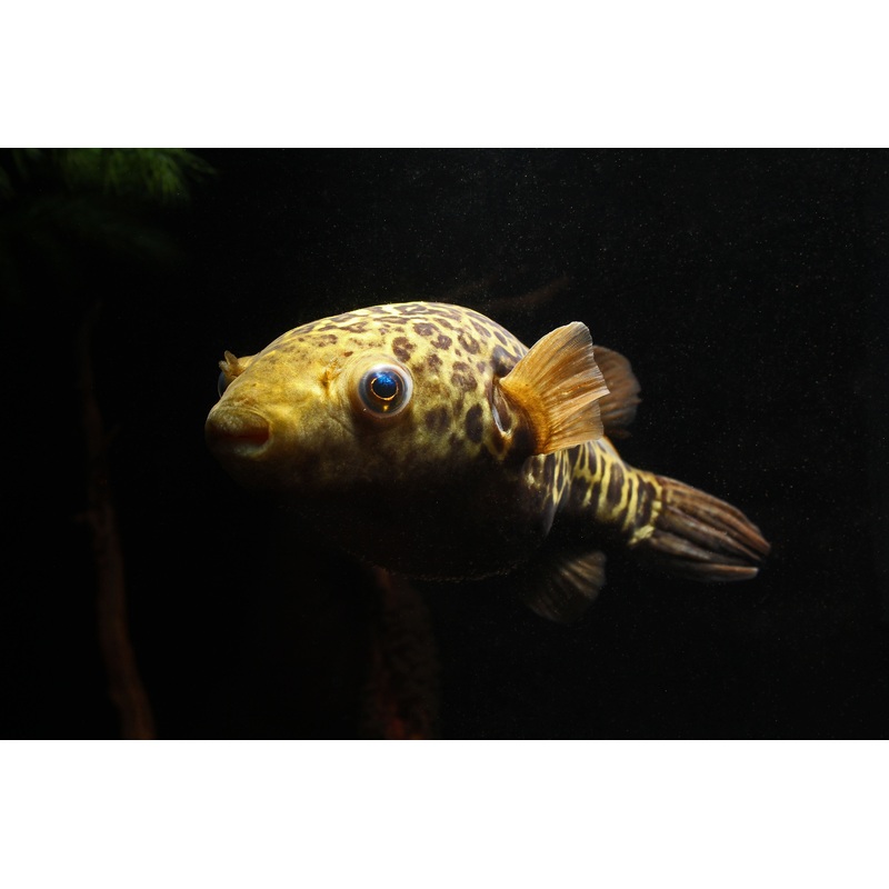 Giant Spot Bangkok Puffer