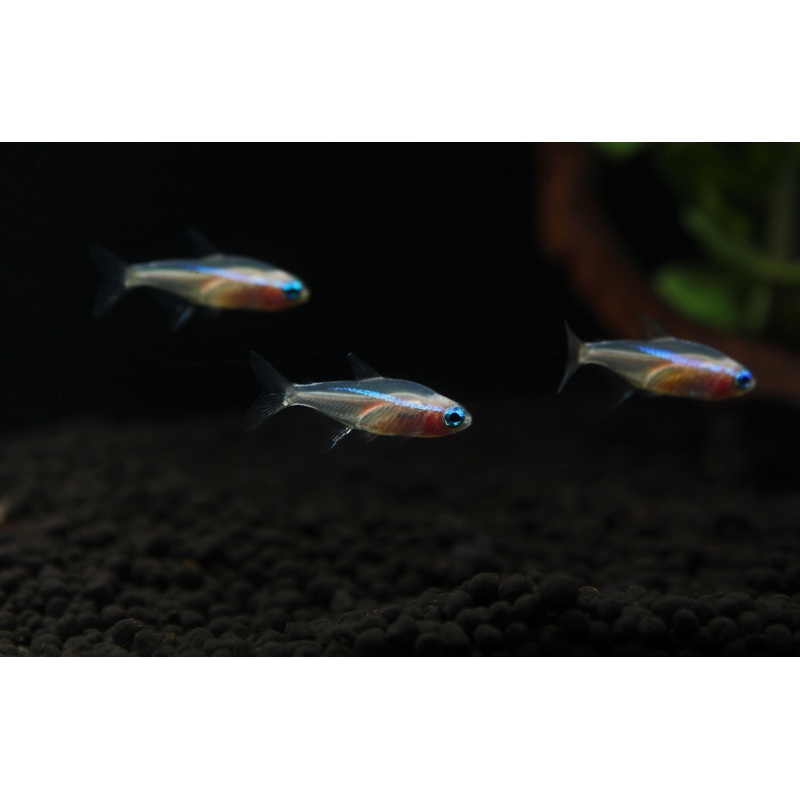 Gold Neon Tetra