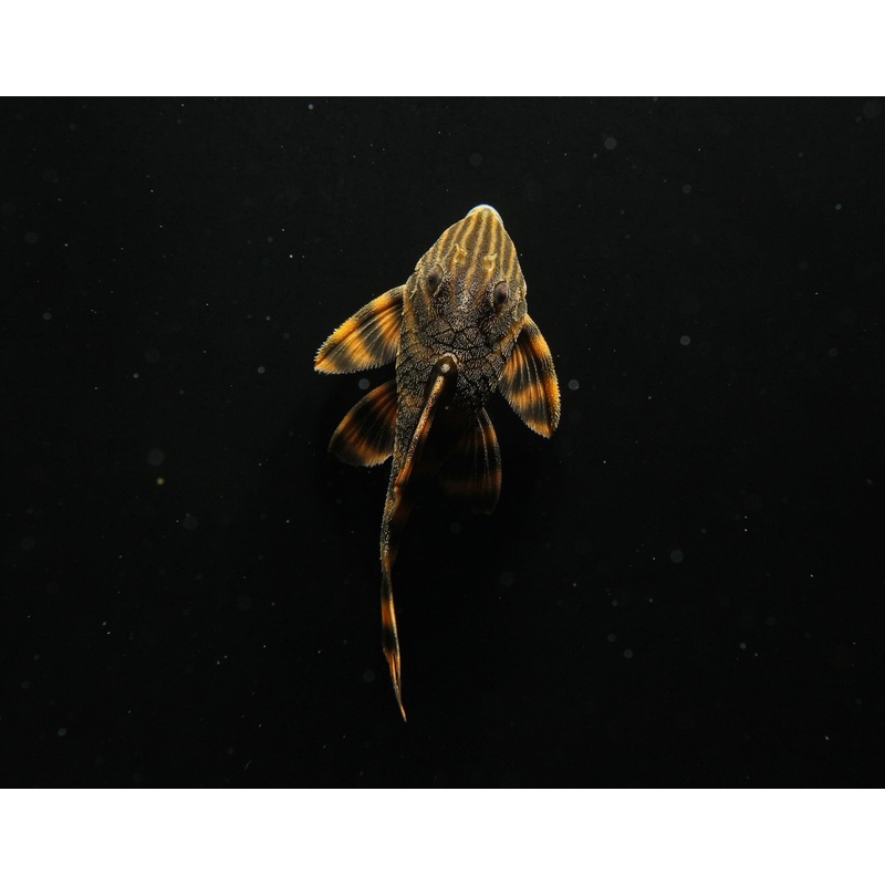 Gold Tiger PlecostomusLDA 01