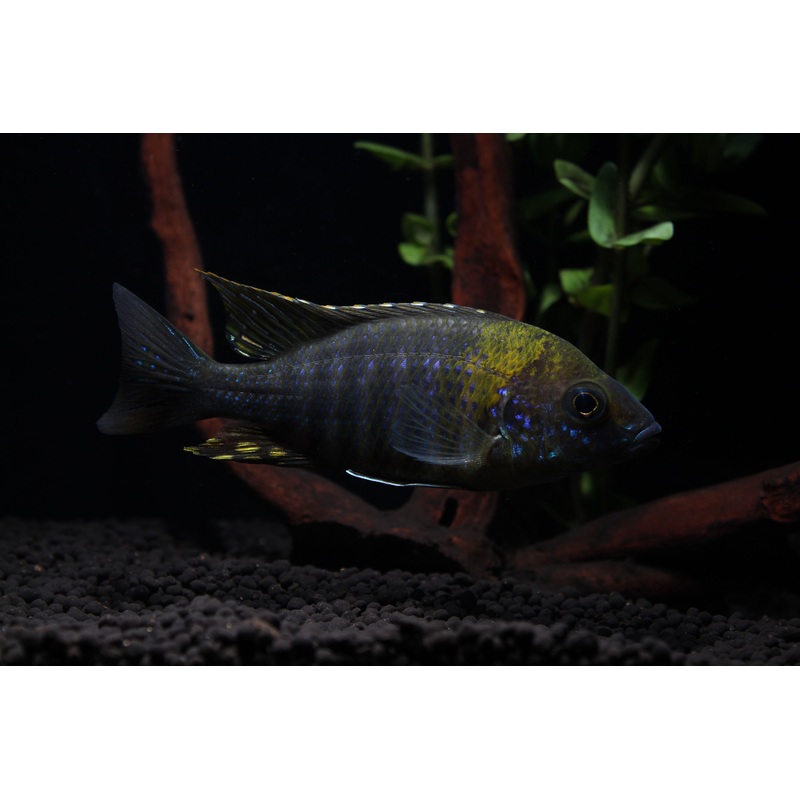 Green Face Peacock Cichlid