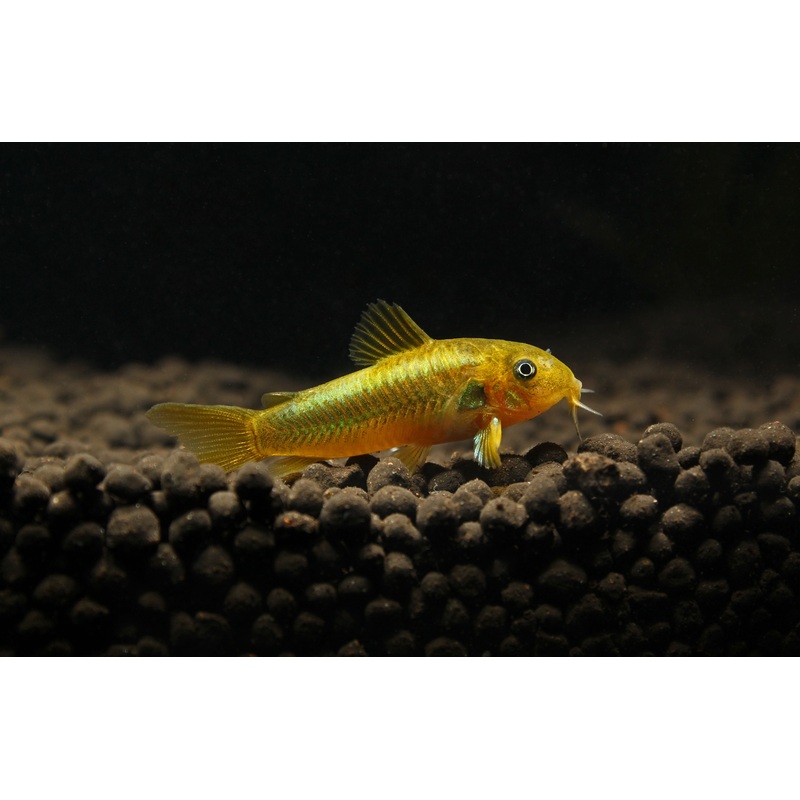 Green Laser Corydoras Catfish