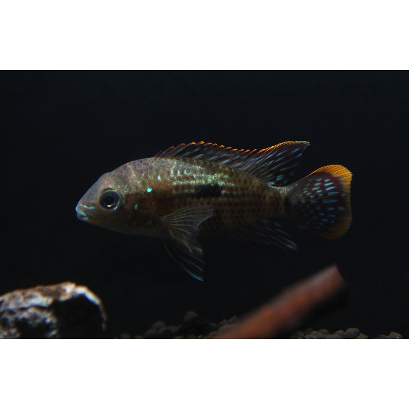 Green Terror Juvenile Cichlid