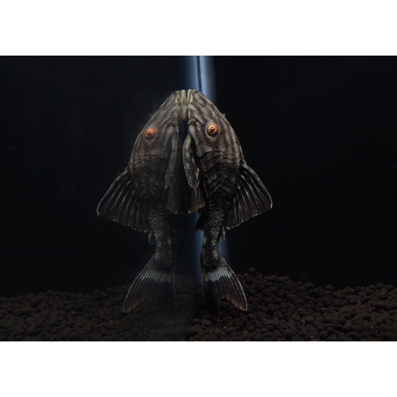Half Spotted Watermelon Plecostomus L330