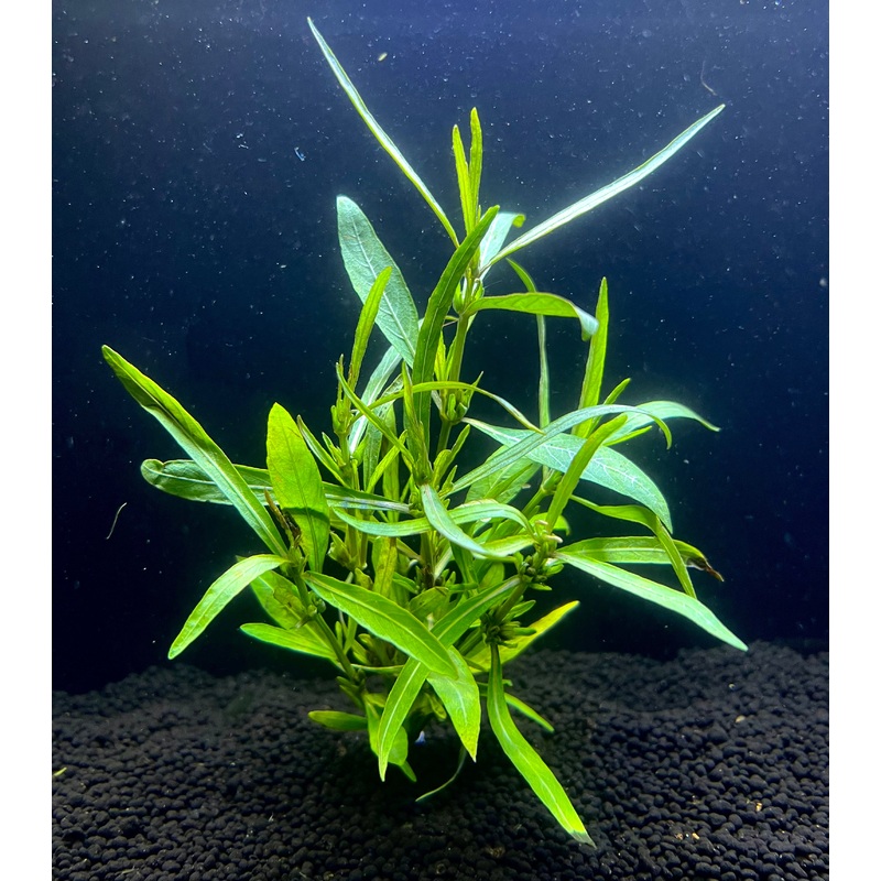 Hygrophila Araguaia