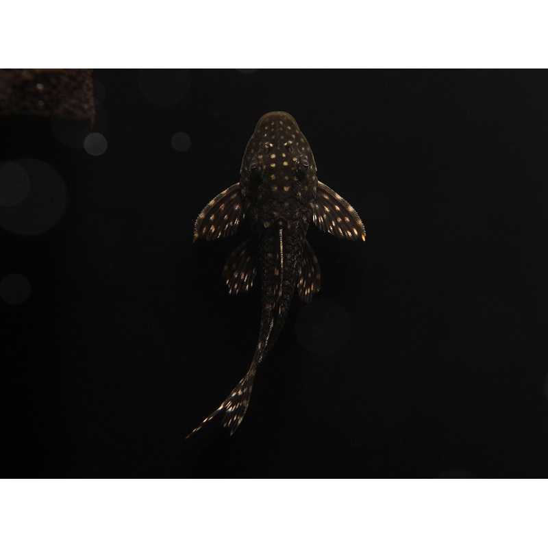 Hypostomus Sertanejo Plecostomus