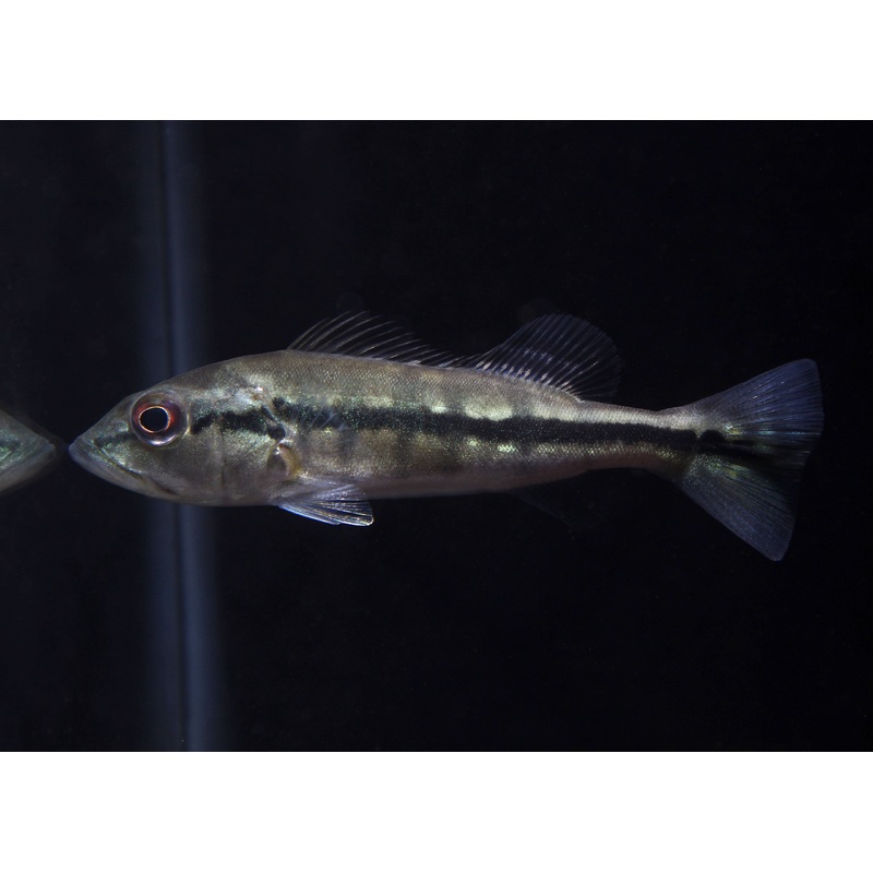 Intermedia Peacock Bass