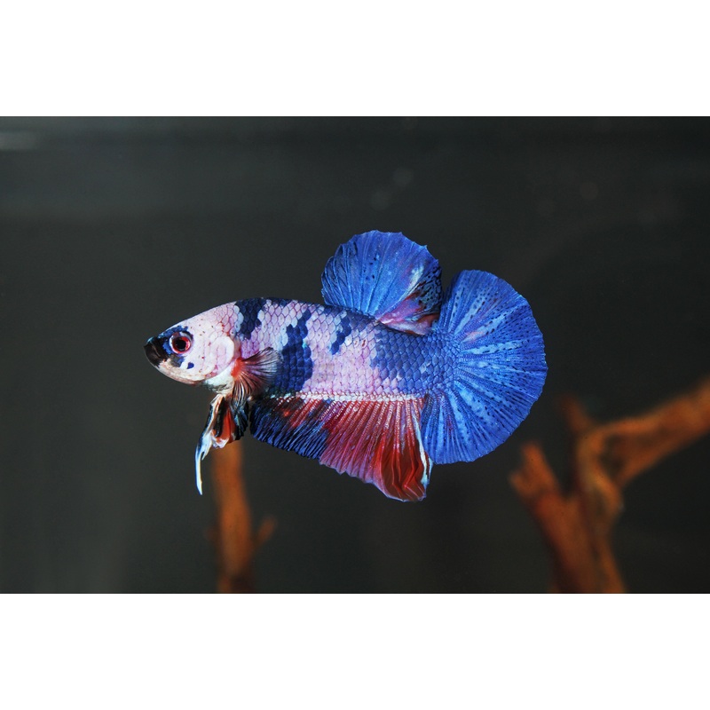Koi Betta Male Betta Fish
