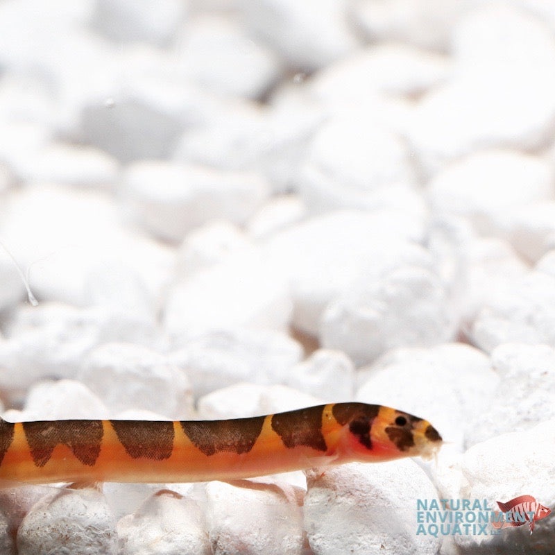Kuhli Loach