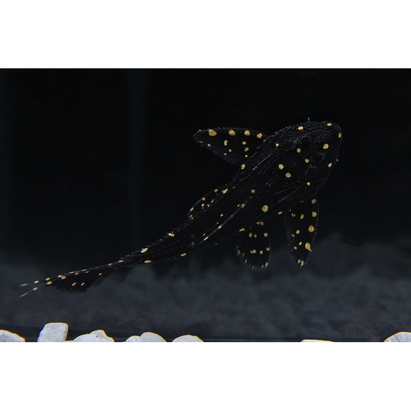 L155 Lyretail PPlecostomus