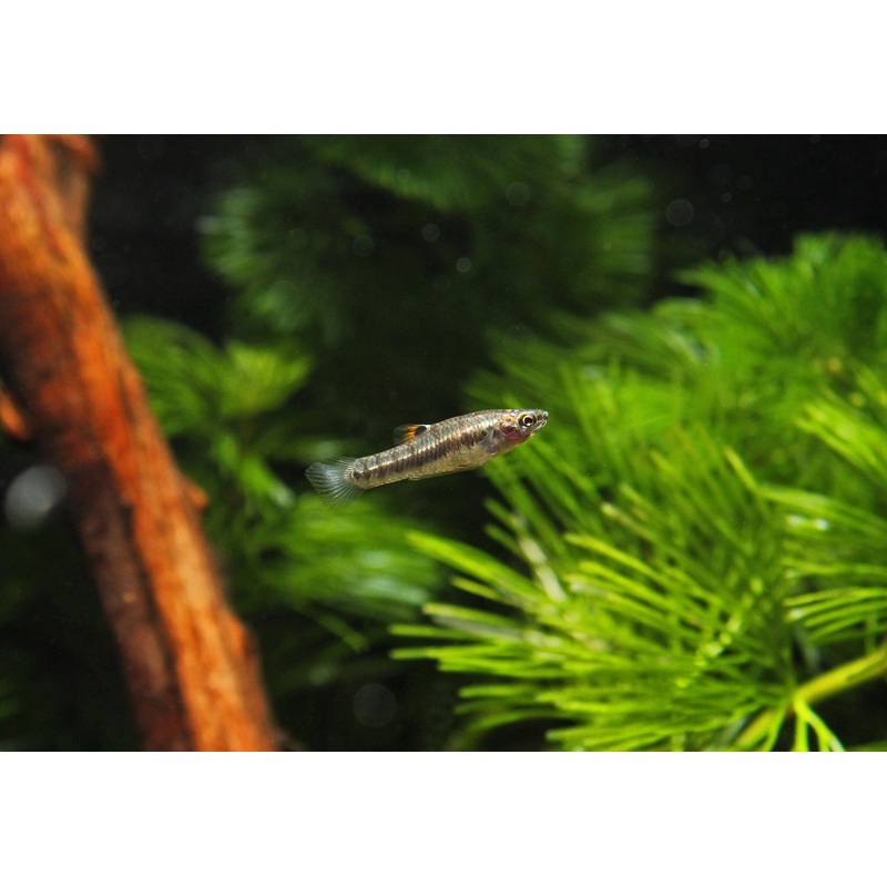 Least Killifish